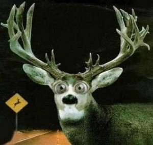 Deer-in-Headlights