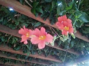 Blooming Ideas