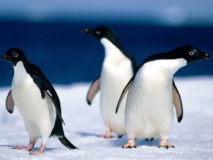 Penguins