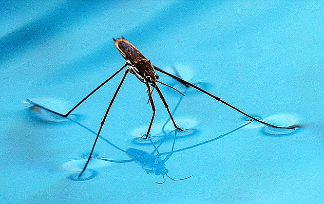 Mosquito on Water