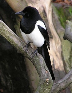 Don't Be a Marketing Magpie - Avoid Shiny Object Syndrome