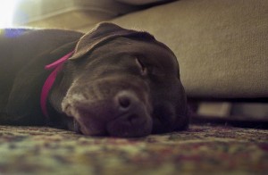 5650377073_ee68a3010c Ear To the ground