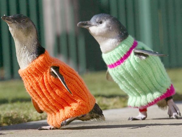 Penguins in sweaters