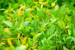 bigstockphoto_Soybeans_1485713 bigstockphoto_Soybeans_1485713
