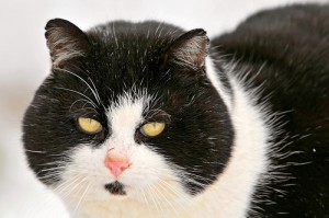 Cat photo, courtesy of Tambako the Jaguar, Flickr