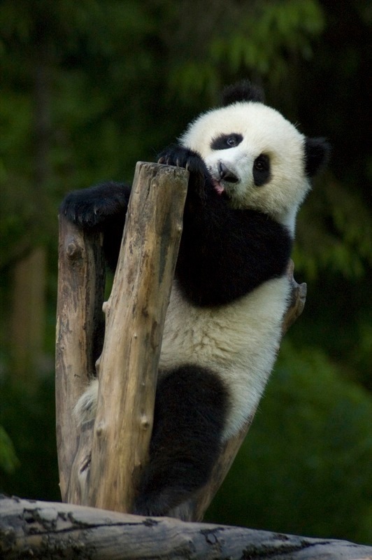giant-panda Baby Panda