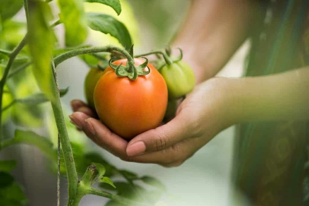 hand holding tomato on organic farm