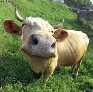 Happy Cow Image