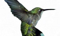 Google Hummingbird