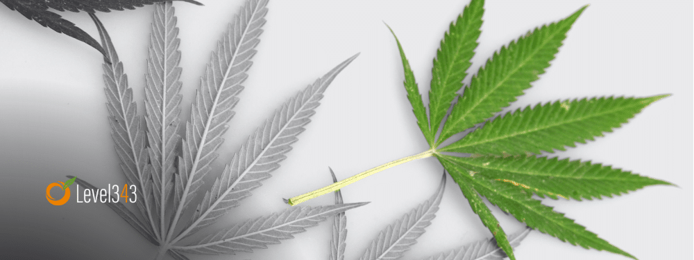 marijuana leaf on a white background