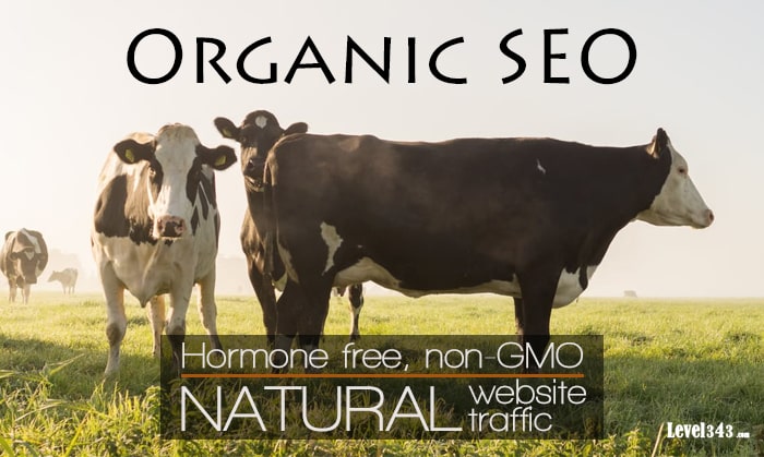 Cows, picturing Organic SEO for natural website traffic