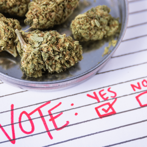 Cannabis on a paper that says "vote yes or no"