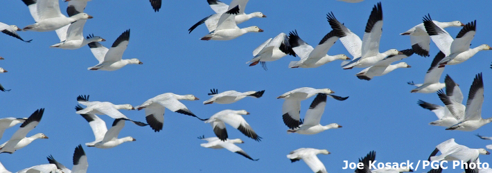 Fast Migration