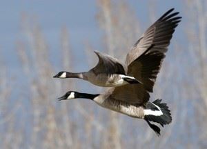 whats-good-for-the-goose-is-good-for-the-gander Good for the Goose